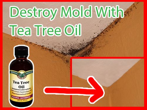 Tea tree oil is a fabulous natural remedy for treating and preventing mold in the home and in cars