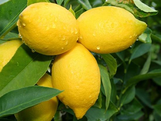Lemon juice with its natural acidity is a good window cleaner ingredient
